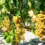 منزل ريفي Wine House Rakar
