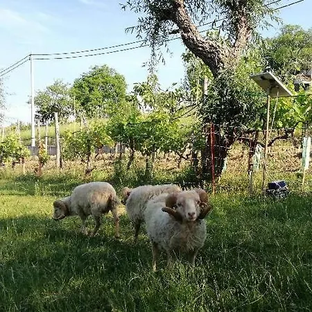 Wine House Rakar