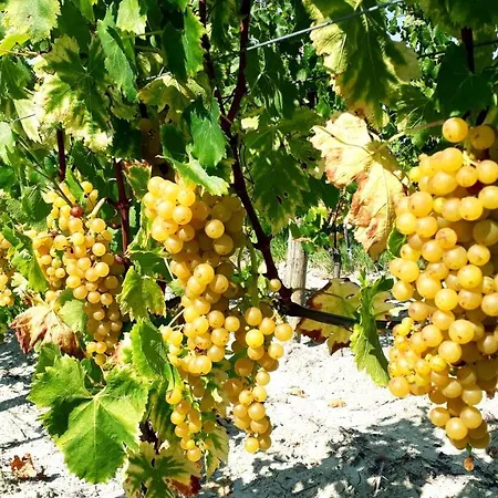 Country house Wine House Rakar