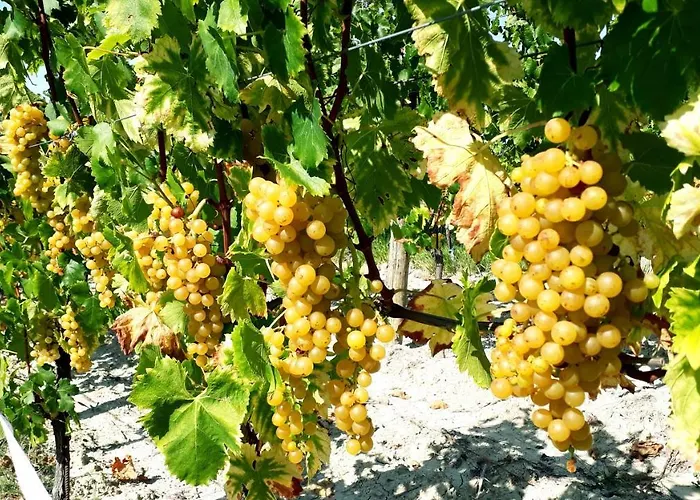 Летний дом Wine House Rakar