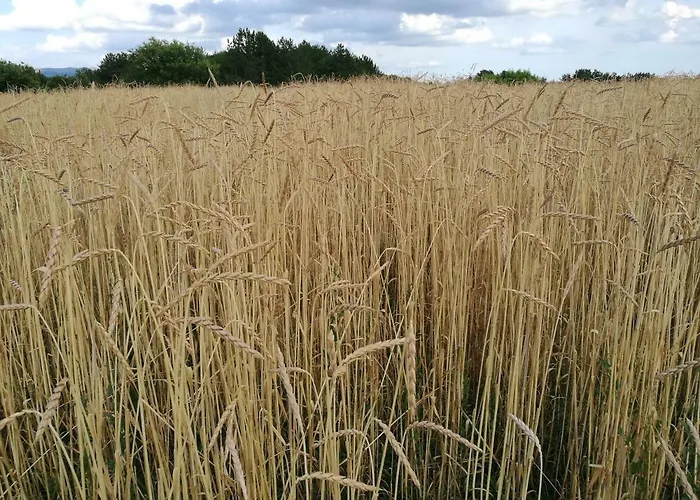 Летний дом Wine House Rakar Gracisce