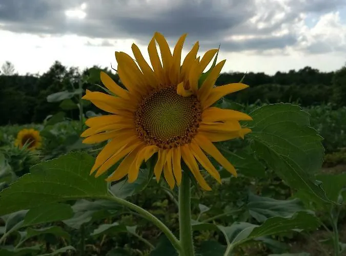 Wine House Rakar Летний дом